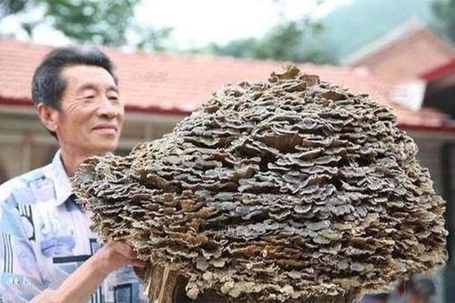 Đi hái thuốc, lão nông Trung Quốc tìm thấy 'báu vật' trời ban