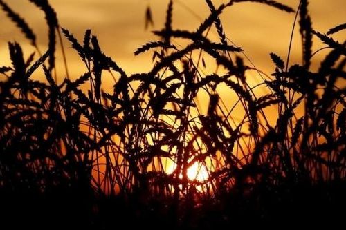 FAO: Giá lương thực toàn cầu đạt mức cao nhất của 10 năm