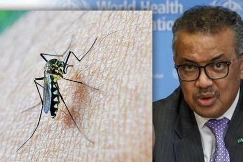 WHO phê duyệt vaccine ngừa sốt rét đầu tiên trên thế giới