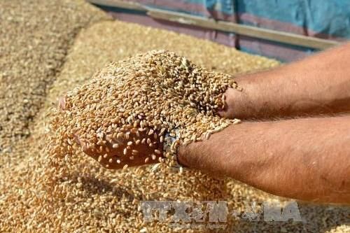 FAO: Giá lương thực thế giới tăng lên mức cao nhất trong 10 năm qua