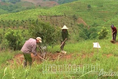 Hiệu quả công tác tuyên truyền trong phát triển cây mắc ca