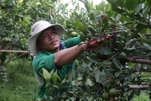 Hình thành vùng cây ăn trái từ đất mía