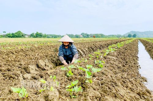 Thúc đẩy sản xuất vụ đông để đáp ứng tốt nhu cầu lương thực, thực phẩm thời điểm cuối năm