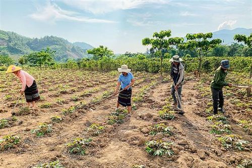 Cựu chiến binh huyện Hướng Hóa giúp nhau thoát nghèo
