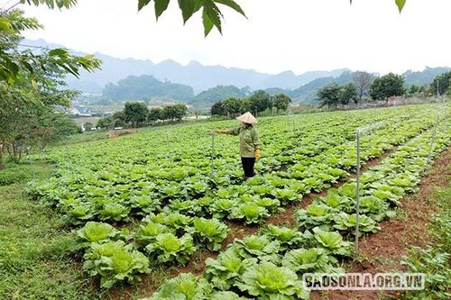 Xây dựng chuỗi cung ứng nông sản, thủy sản an toàn