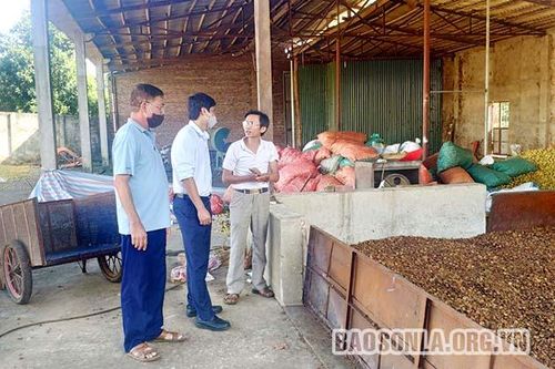 Thu mua 500 tấn quả sơn tra cho nông dân