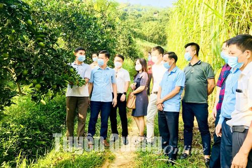 Tập đoàn Masan kết nối tiêu thụ nông sản trên địa bàn tỉnh