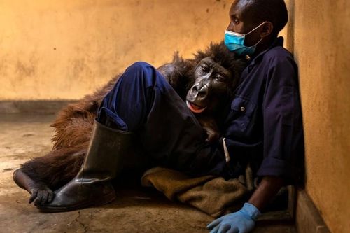 Con khỉ đột nổi tiếng vì selfie ở Congo qua đời
