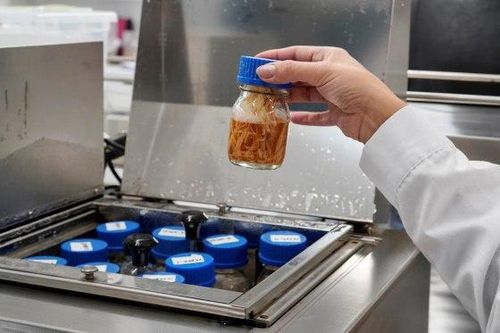 Loài cây ở Chile dấy lên hy vọng về vaccine Covid-19 mới