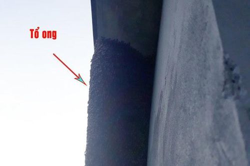 Vừa mở cửa, cả nhà bị đàn ong ùa vào tấn công, 5 người nhập viện cấp cứu
