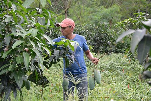 Liên kết sản xuất và tiêu thụ cây ăn quả
