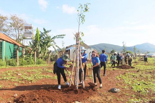 Đức Trọng: Đẩy mạnh phong trào trồng cây xanh