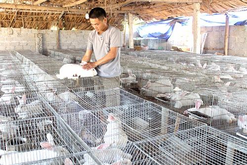 Phát triển chăn nuôi ở Hạ Hòa