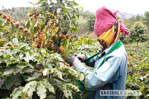 Cây cà phê ở Sốp Cộp