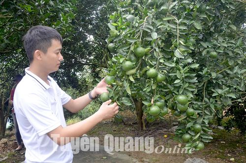 Hàm Yên chuẩn bị phương án thu hoạch và tiêu thụ cam
