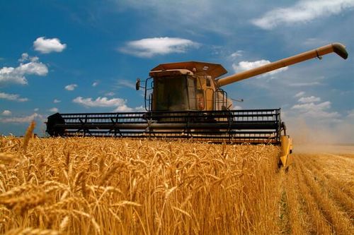 FAO: Giá lương thực thế giới chạm đỉnh 10 năm