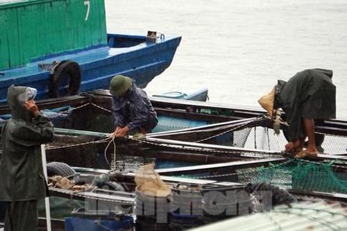 Người dân trên đảo Cát Bà chằng lồng bè, đưa tàu về nơi tránh bão