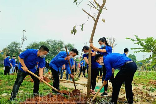 Ra quân trồng 340 cây hoa ban tạo điểm nhấn cảnh quan môi trường