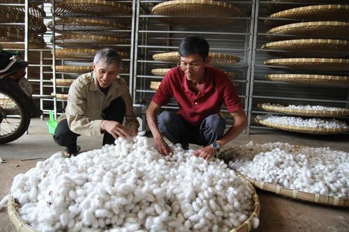 Nông dân phấn khởi nhờ giá kén tằm tăng cao
