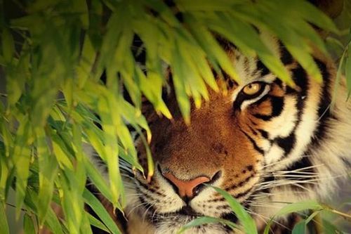 Kinh hoàng những vụ hổ dữ tấn công người đáng sợ nhất TG