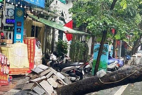Mưa to, gió lớn quật đổ cây xà cừ trên phố Hàng Lược