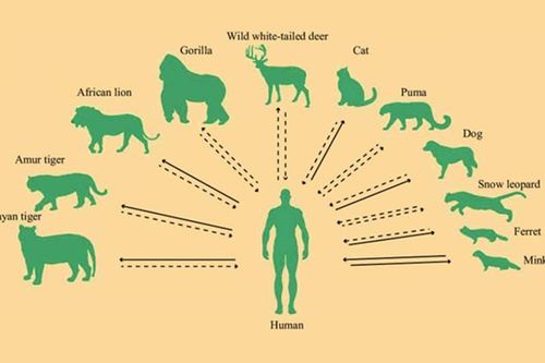CDC Trung Quốc: COVID-19 vẫn mở rộng phạm vi vật chủ lây nhiễm