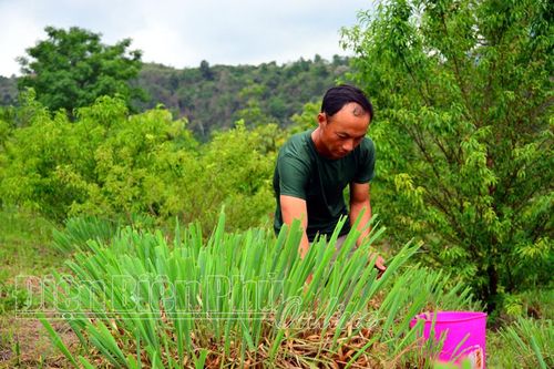 Nông dân Nậm Pồ thi đua sản xuất kinh doanh giỏi