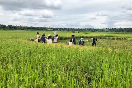 Ia Grai: Nhân rộng giống lúa JO2