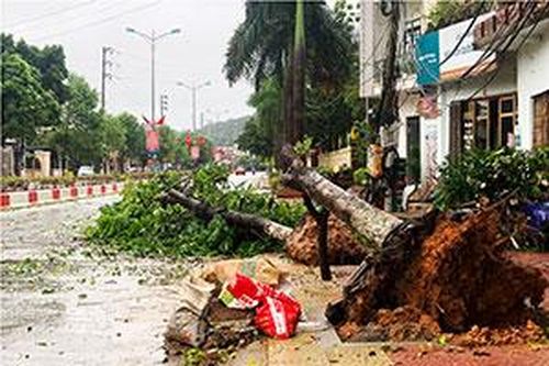 2 cây xanh bật gốc trên đường Hùng VươngTin khácĐổi mới giáo dục từ ứng dụng công nghệ thông tinVững vàng trên trận tuyến chống 'giặc lửa'