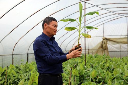 Chuyển đổi cơ cấu cây trồng để sản xuất hàng hóa