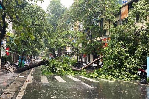 Khắc phục sự cố cây đổ chắn ngang phố Hàng Lược