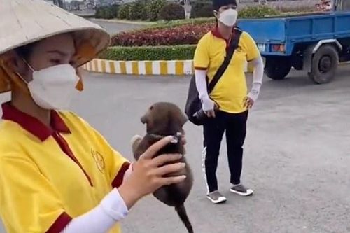 Còn con sống sót trong đàn chó bị tiêu hủy ở Cà Mau