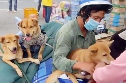 Trưởng trạm y tế bị nhiều người đe dọa sau vụ tiêu hủy chó, mèo