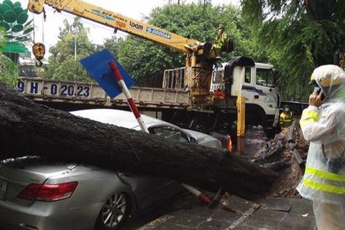 Cây xanh bật gốc giữa mưa lớn ở Hà Nội, 'đè bẹp' đuôi ô tô