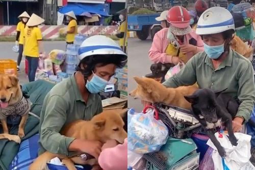 Vụ tiêu hủy đàn chó 15 con: Trưởng trạm y tế xã xin nghỉ việc