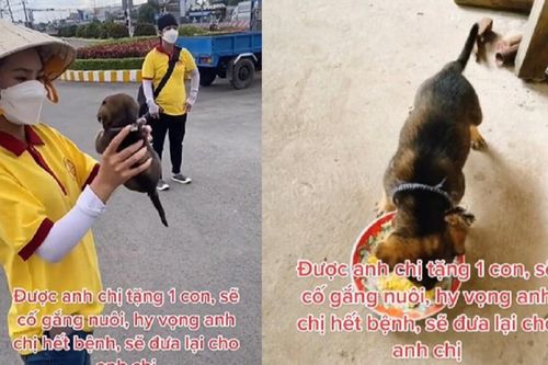 Chú chó duy nhất may mắn được vợ chồng ở Cà Mau tặng lại trên đường về quê sẽ sớm được về với chủ nhân