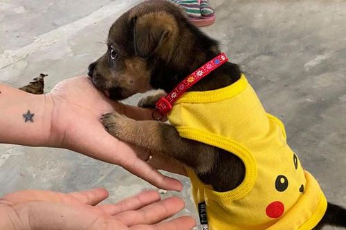 Vụ đàn chó bị tiêu hủy: Chú chó may mắn sống sót được đặt tên Tu Di, khỏe mạnh và ăn uống tốt