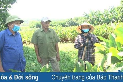 Xã Yên Lạc duy trì và phát triển nghề miến dong truyền thống
