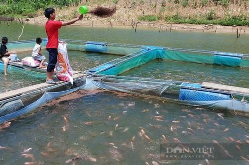 Quảng Nam: Nhiều thanh niên khởi nghiệp bằng nuôi bò, thả cá đã vươn lên làm giàu