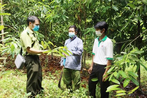 Si Ma Cai nỗ lực nâng cao độ che phủ của rừng