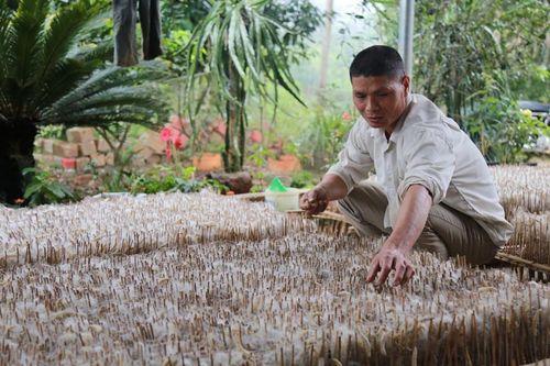 Bảo Yên: Tiếp tục xác định trồng dâu, nuôi tằm là chủ lực của địa phương