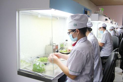 Tiêu chuẩn sản xuất nuôi cấy mô
