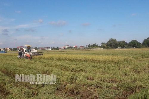 Yên Khánh: Chủ động ứng phó với mưa bão, bảo vệ cây trồng