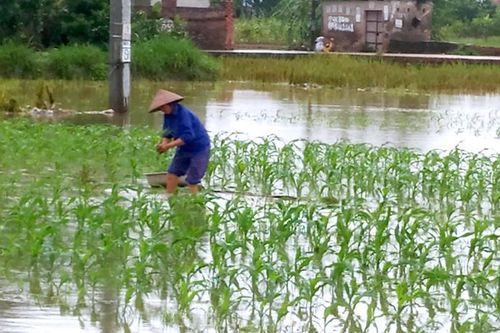 Thanh Thủy: Mưa lớn kéo dài, gây ngập úng trên 30ha cây trồng các loại