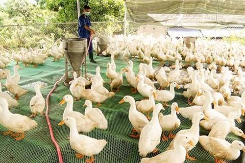 Hiệu quả từ chăn nuôi vịt trên sàn lưới tại Hướng Hóa