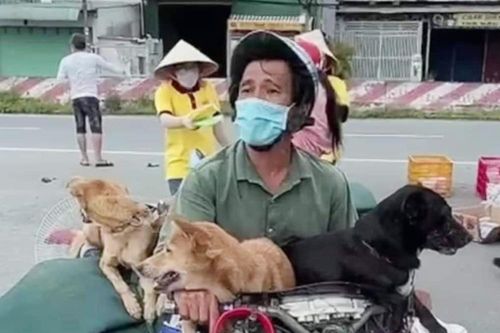 Tiêu hủy đàn chó của cặp vợ chồng ở Cà Mau: Trưởng Trạm y tế xã xin nghỉ việc