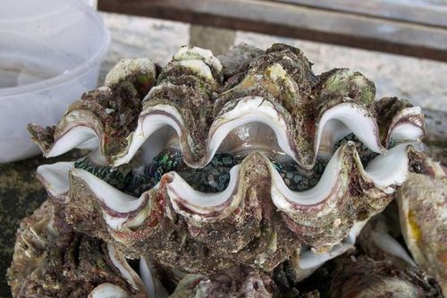 'Quái sò' 50 triệu đồng/con xôn xao thị trường giá 'chát' cỡ nào?
