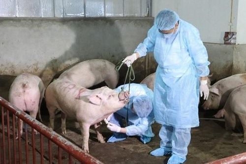 Thanh Hóa: Xử lý dứt điểm các ổ dịch tả lợn châu Phi trong thời gian sớm nhất