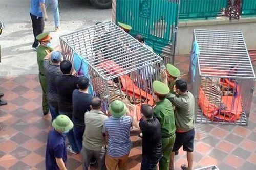 Vụ 9 con hổ còn sống sau giải cứu: Sẽ bàn giao cho 2 tỉnh đủ điều kiện chăm sóc