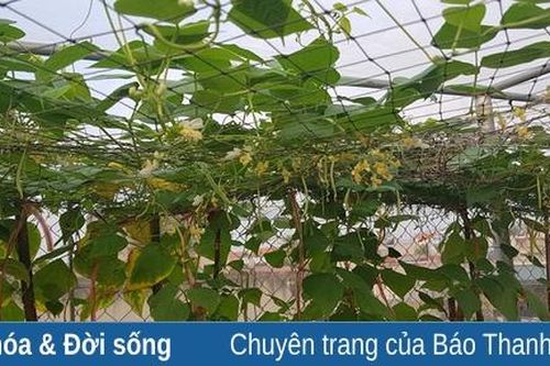 Cảm hứng từ những mảnh vườn trong phố